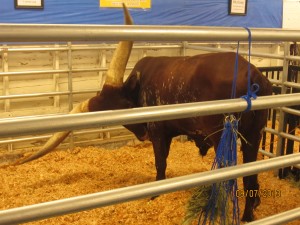 a Watusi bull (Africa)