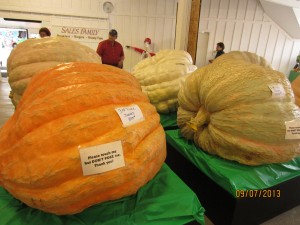 1,000 lb pumpkins